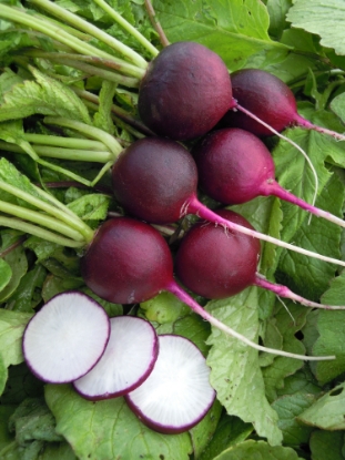Picture of Radish Malaga Violet